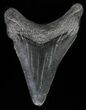 Juvenile Megalodon Tooth #62146-1